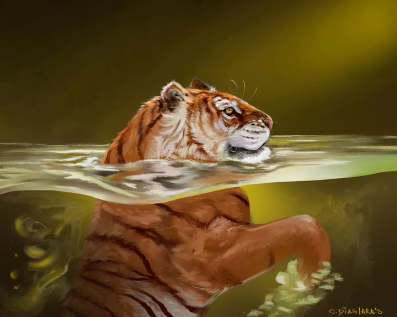 Um tigre atravessando a água, visto de frente